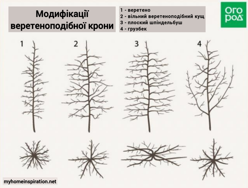Березень у саду: Як обрізати плодові дерева