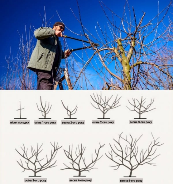 Березень у саду: Як обрізати плодові дерева