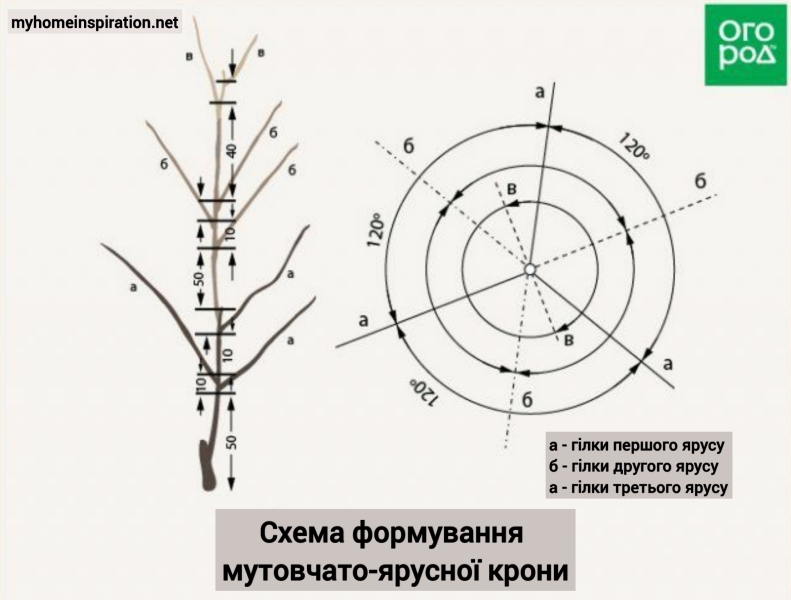 Березень у саду: Як обрізати плодові дерева