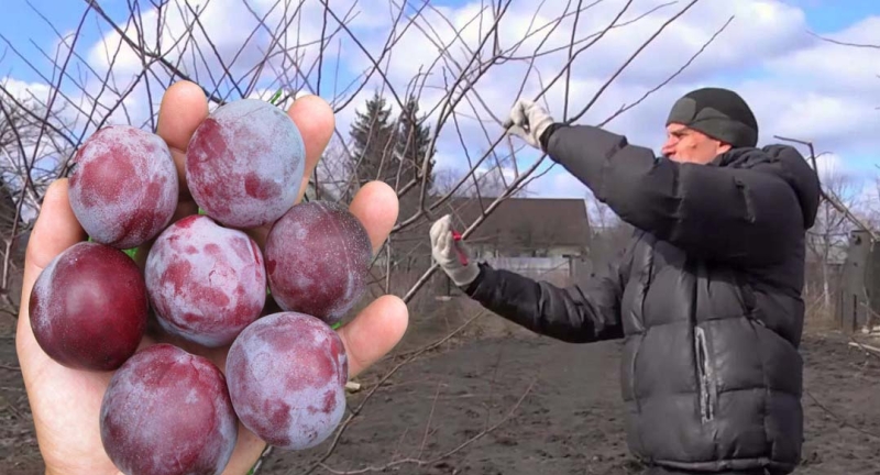 Березень в саду: Весняна обрізка сливи – запорука здорового дерева та багатого врожаю