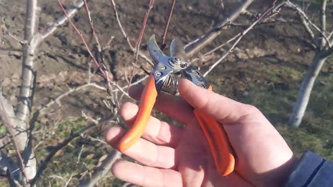 Березень в саду: Весняна обрізка сливи – запорука здорового дерева та багатого врожаю