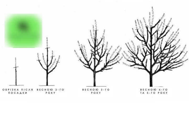 Березень в саду: Весняна обрізка сливи – запорука здорового дерева та багатого врожаю