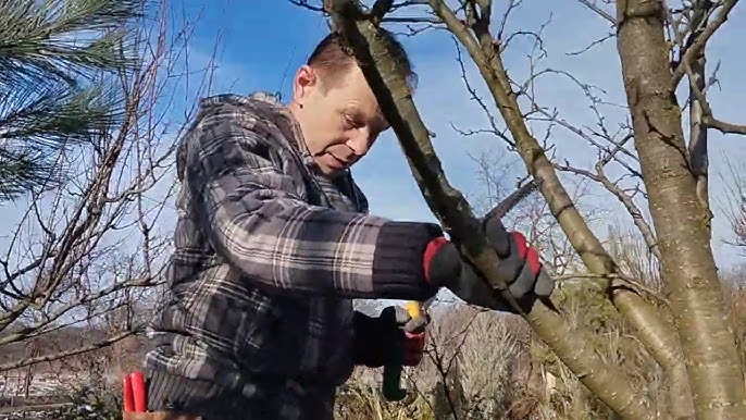 Березень в саду: Весняна обрізка сливи – запорука здорового дерева та багатого врожаю