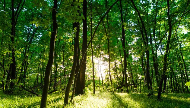 Битва за ліс: на Миколаївщині прокуратура через суд захищає