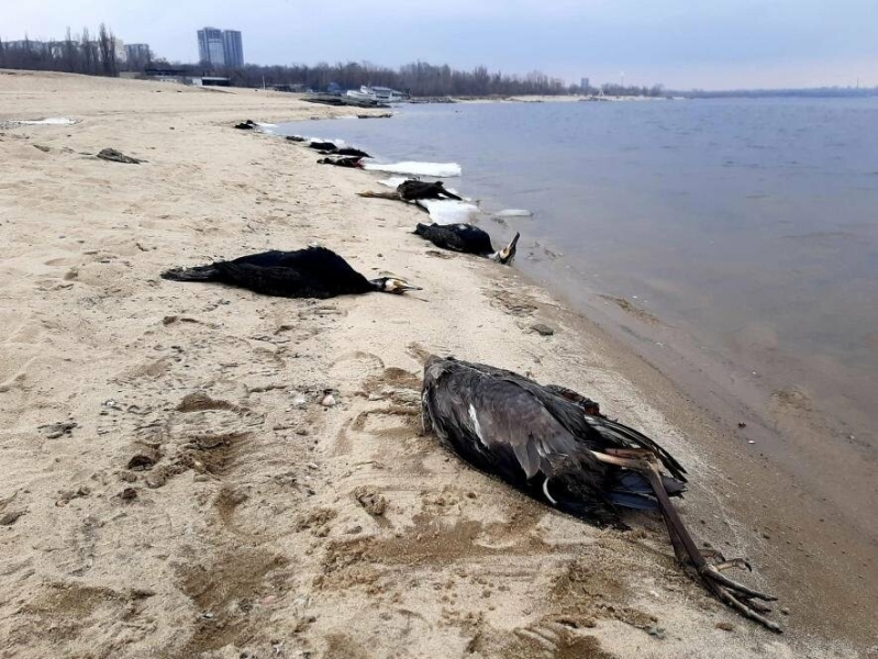 Запорізький біолог виявив на узбережжі Дніпра майже три десятки мертвих птахів