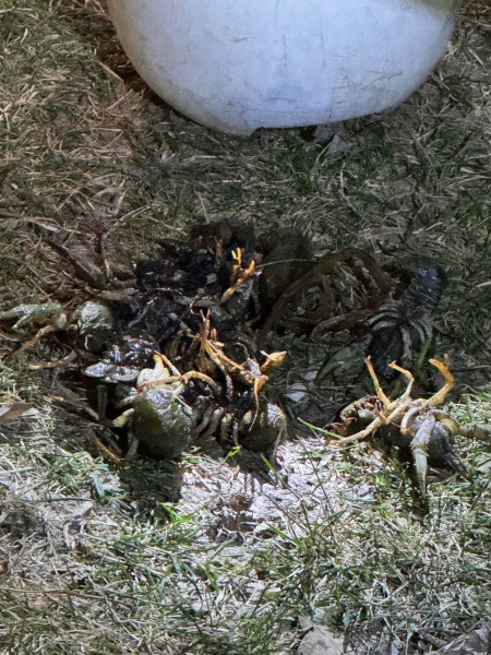 Чоловік наловив понад кілограм раків, заплатить штраф 130 тисяч гривень