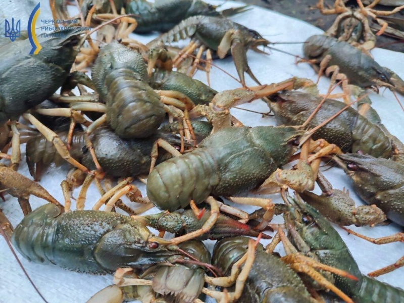 Чоловік наловив понад кілограм раків, заплатить штраф 130 тисяч гривень