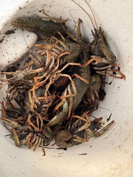 Чоловік наловив понад кілограм раків, заплатить штраф 130 тисяч гривень