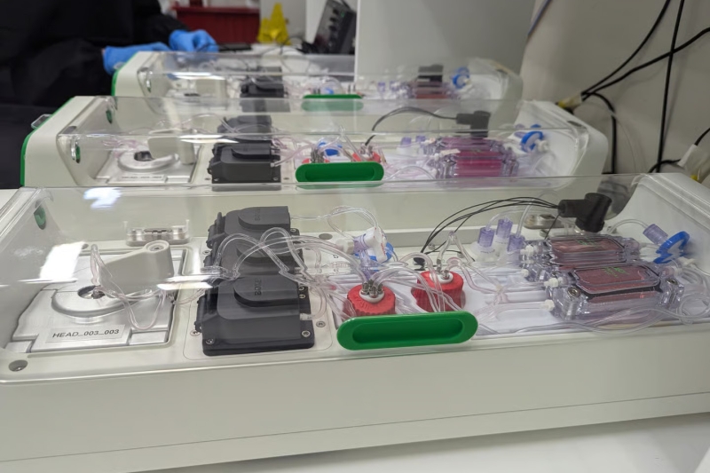 Cortical Labs запустила перший у світі комерційний біокомп’ютер з клітинами мозку людини