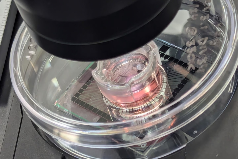 Cortical Labs запустила перший у світі комерційний біокомп’ютер з клітинами мозку людини