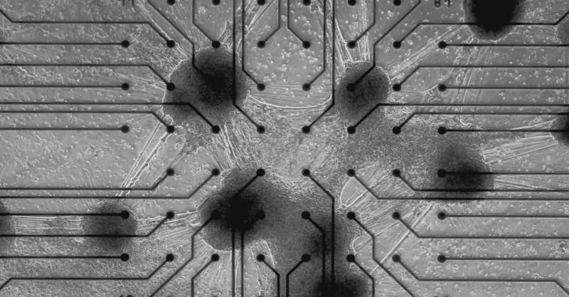 Cortical Labs запустила перший у світі комерційний біокомп’ютер з клітинами мозку людини