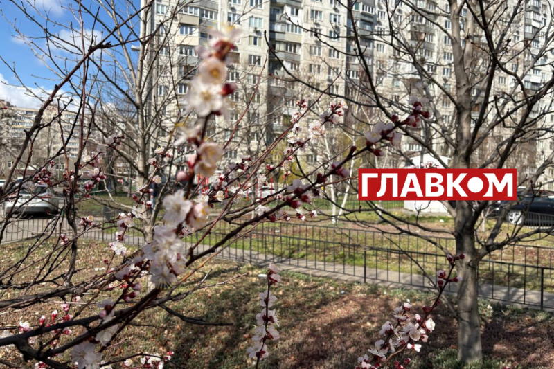 Неймовірна краса: у Києві зацвіли перші абрикоси (фото)