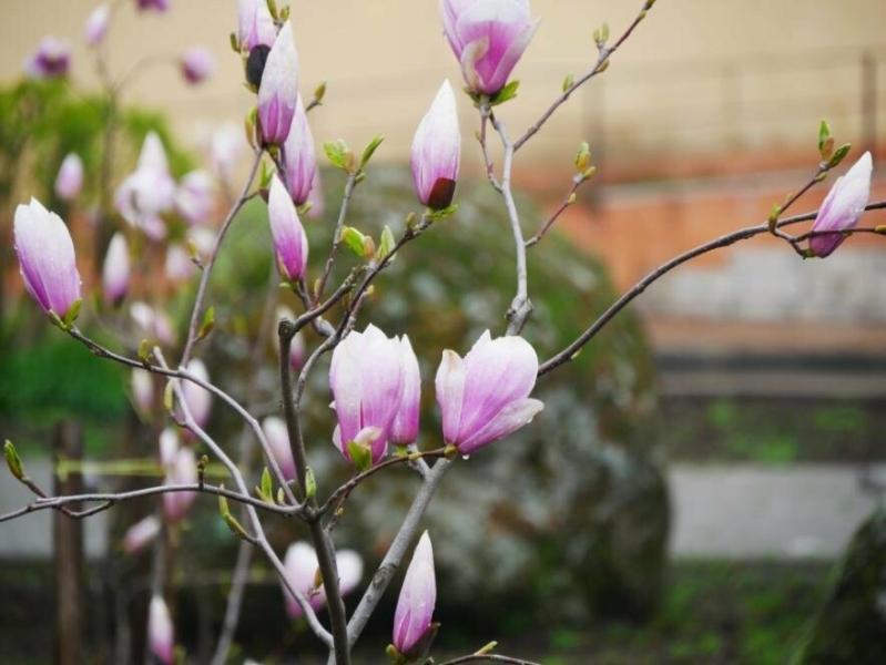 У Запоріжжі зафіксували початок метеорологічної весни