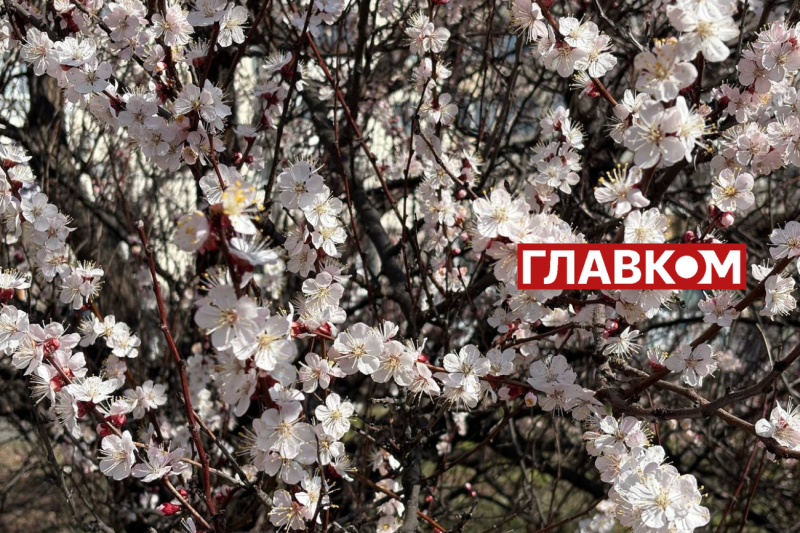 Неймовірна краса: у Києві зацвіли перші абрикоси (фото)