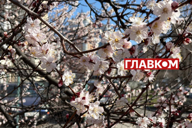 Неймовірна краса: у Києві зацвіли перші абрикоси (фото)