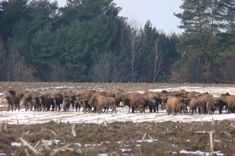 Лісівники Вінниччини розповіли, навіщо вони переселяють зубрів