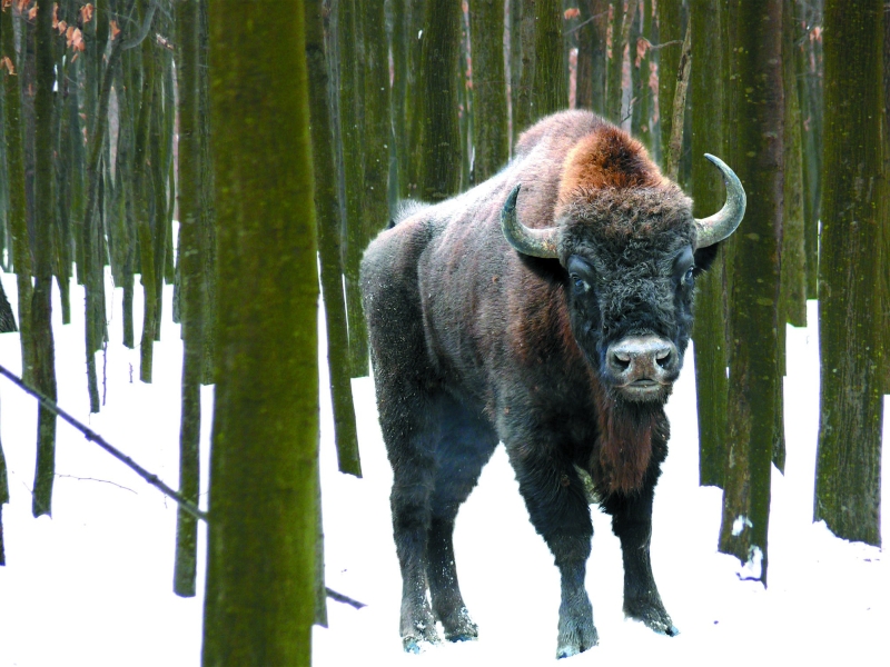 Лісівники Вінниччини розповіли, навіщо вони переселяють зубрів
