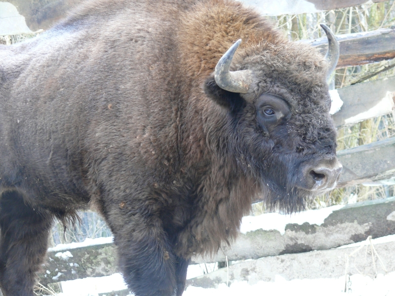 Лісівники Вінниччини розповіли, навіщо вони переселяють зубрів