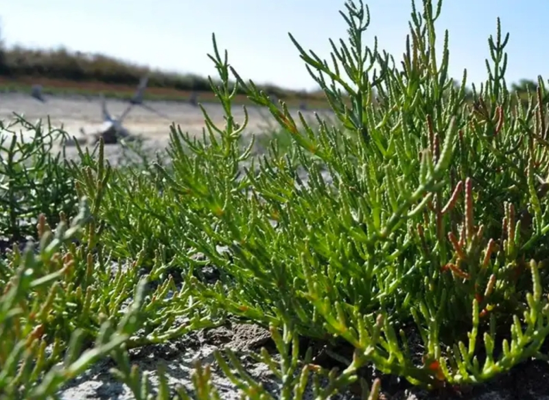 Українська ідентичність мешканців Донбасу: що відрізняє регіон від Росії у їжі, традиціях та побуті