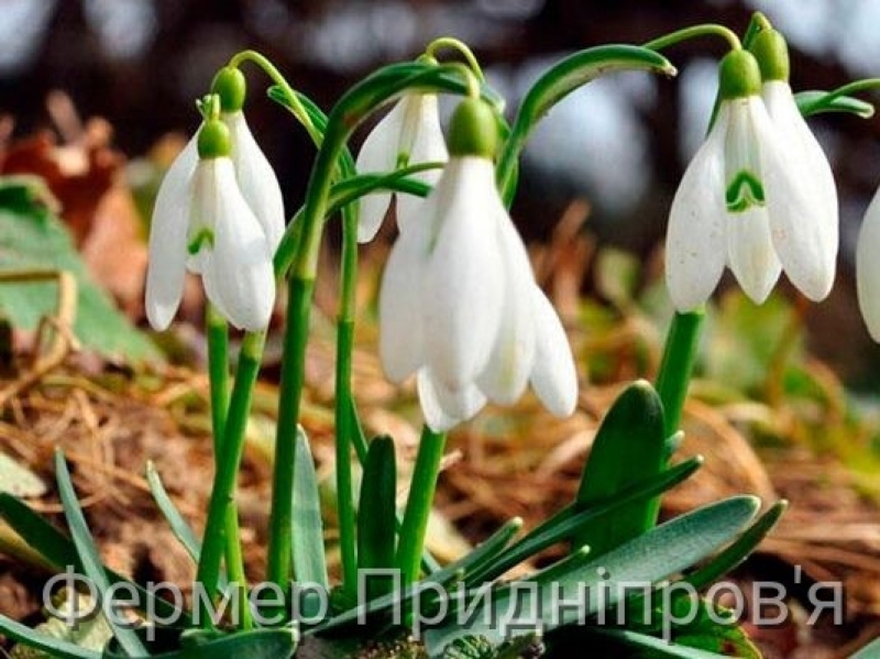 За збут і купівлю первоцвітів передбачені штрафи