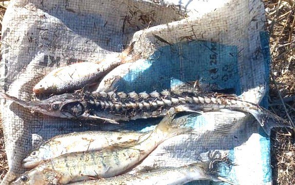 Завдав збитків на 200 тисяч! На Миколаївщині чоловік незаконно ловив рибу, зокрема червонокнижну, - ФОТО