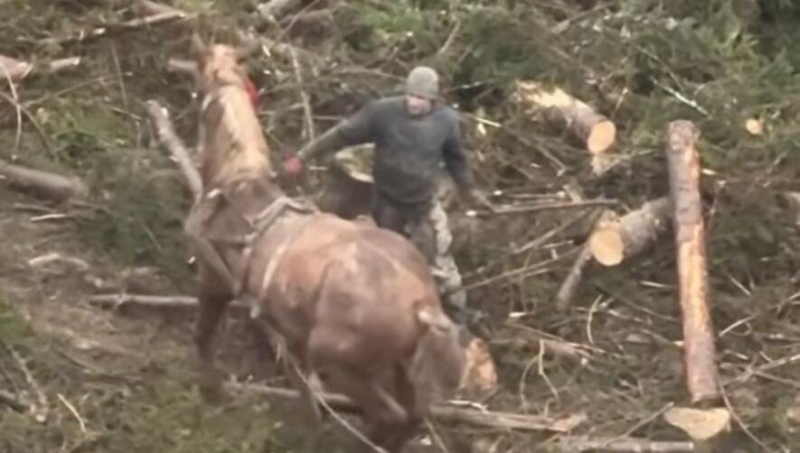 Тварина металася від болю і відчаю: жорстоке знущання над конем відбувалося в центрі Буковелю на Прикарпатті (ВІДЕО)