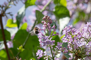 У столиці почався сезон цвітіння бузку: перелік адрес для прогулянки