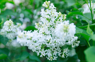 У столиці почався сезон цвітіння бузку: перелік адрес для прогулянки