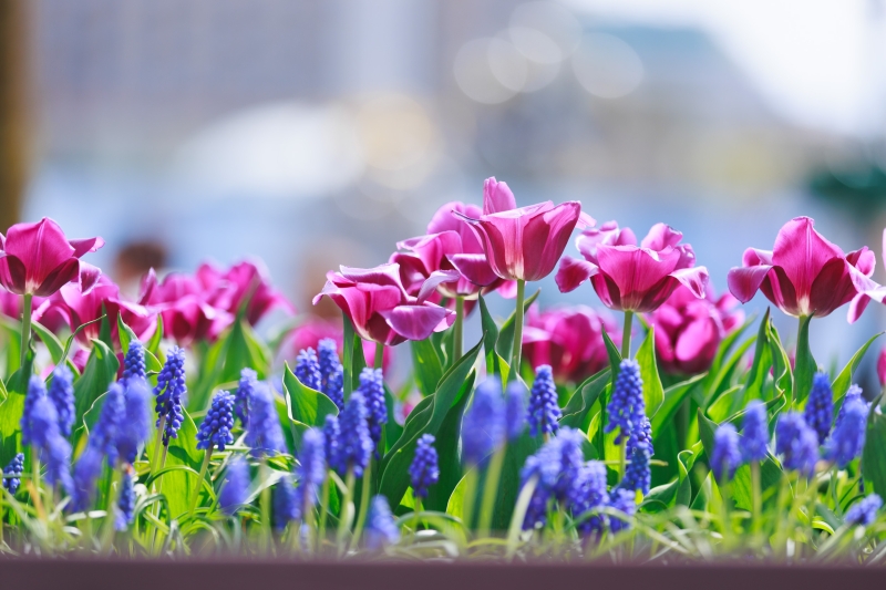 У Києві розквітли перші тюльпани: перелік адрес для весняної фотопрогулянки