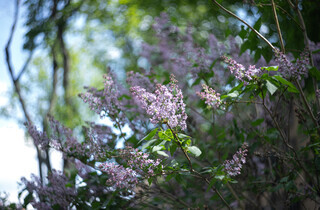 У столиці почався сезон цвітіння бузку: перелік адрес для прогулянки