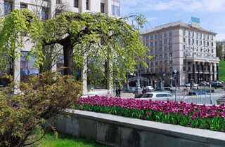 У Києві розквітли перші тюльпани: перелік адрес для весняної фотопрогулянки