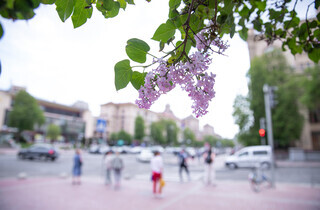 У столиці почався сезон цвітіння бузку: перелік адрес для прогулянки