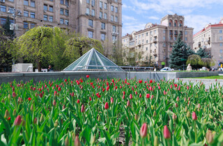 У Києві розквітли перші тюльпани: перелік адрес для весняної фотопрогулянки