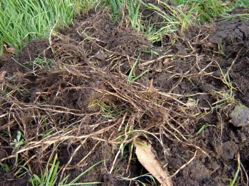 Пирій повзучий: 1 пагін — і бур’ян відродиться. Як знищити його назавжди