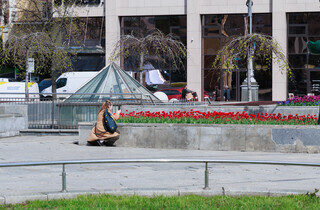 У Києві розквітли перші тюльпани: перелік адрес для весняної фотопрогулянки