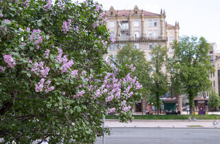 У столиці почався сезон цвітіння бузку: перелік адрес для прогулянки