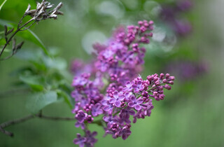 У столиці почався сезон цвітіння бузку: перелік адрес для прогулянки