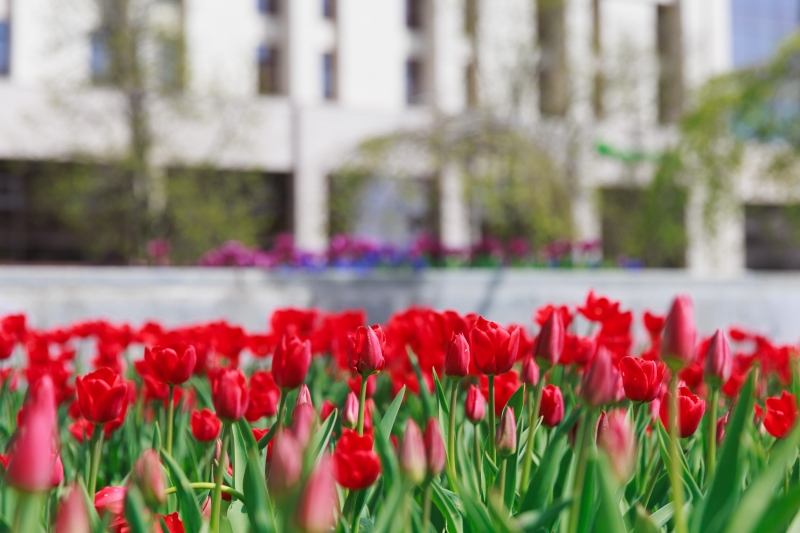 У Києві розквітли перші тюльпани: перелік адрес для весняної фотопрогулянки