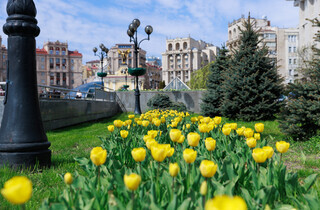 У Києві розквітли перші тюльпани: перелік адрес для весняної фотопрогулянки