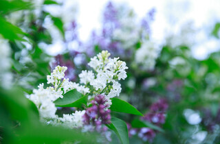 У столиці почався сезон цвітіння бузку: перелік адрес для прогулянки