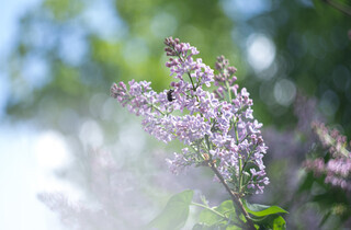 У столиці почався сезон цвітіння бузку: перелік адрес для прогулянки