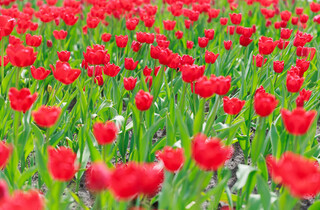 У Києві розквітли перші тюльпани: перелік адрес для весняної фотопрогулянки