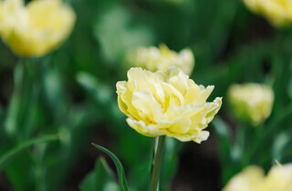 У Києві розквітли перші тюльпани: перелік адрес для весняної фотопрогулянки