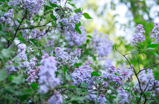 У столиці почався сезон цвітіння бузку: перелік адрес для прогулянки