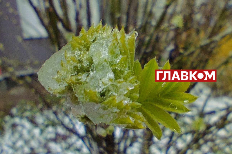 У весну увірвалась зима. Фоторепортаж з Києва