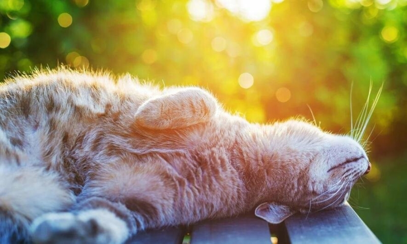 "Квітневе літо": Тернопільщина завтра у топі найспекотніших регіонів Європи