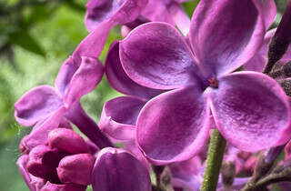 У столиці почався сезон цвітіння бузку: перелік адрес для прогулянки