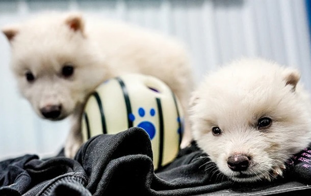 У США вчені відродили вовка з Гри престолів