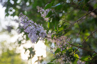 У столиці почався сезон цвітіння бузку: перелік адрес для прогулянки