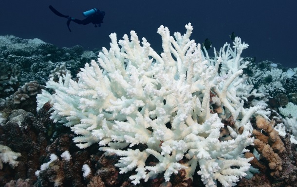 Більше 80% відсотків коралових рифів на Землі під ризиком вимирання
